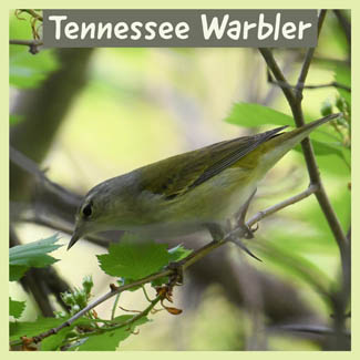 Tennessee Warbler